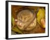 Hazel Dormouse (Muscardinus Avellanarius) Hibernating Amongst Leaves and Acorns-Danny Green-Framed Photographic Print