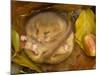 Hazel Dormouse (Muscardinus Avellanarius) Hibernating Amongst Leaves and Acorns-Danny Green-Mounted Photographic Print