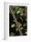 Hazel Dormouse (Muscardinus Avellanarius) in Coppiced Hazel Tree, Kent, UK-Terry Whittaker-Framed Photographic Print