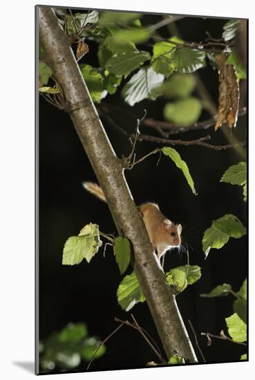 Hazel Dormouse (Muscardinus Avellanarius) in Coppiced Hazel Tree, Kent, UK-Terry Whittaker-Mounted Photographic Print