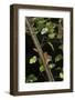 Hazel Dormouse (Muscardinus Avellanarius) in Coppiced Hazel Tree, Kent, UK-Terry Whittaker-Framed Photographic Print