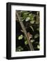 Hazel Dormouse (Muscardinus Avellanarius) in Coppiced Hazel Tree, Kent, UK-Terry Whittaker-Framed Photographic Print