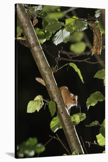 Hazel Dormouse (Muscardinus Avellanarius) in Coppiced Hazel Tree, Kent, UK-Terry Whittaker-Stretched Canvas