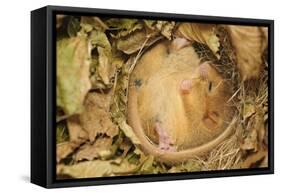 Hazel Dormouse (Muscardinus Avellanarius), Kent, UK-Terry Whittaker-Framed Stretched Canvas