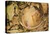 Hazel Dormouse (Muscardinus Avellanarius), Kent, UK-Terry Whittaker-Stretched Canvas