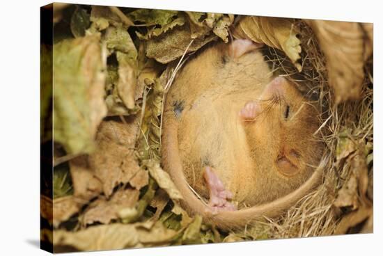 Hazel Dormouse (Muscardinus Avellanarius), Kent, UK-Terry Whittaker-Stretched Canvas