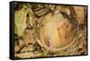 Hazel Dormouse (Muscardinus Avellanarius), Kent, UK-Terry Whittaker-Framed Stretched Canvas