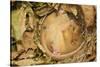 Hazel Dormouse (Muscardinus Avellanarius), Kent, UK-Terry Whittaker-Stretched Canvas