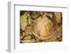 Hazel Dormouse (Muscardinus Avellanarius), Kent, UK-Terry Whittaker-Framed Premium Photographic Print