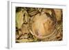 Hazel Dormouse (Muscardinus Avellanarius), Kent, UK-Terry Whittaker-Framed Photographic Print