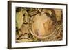 Hazel Dormouse (Muscardinus Avellanarius), Kent, UK-Terry Whittaker-Framed Photographic Print