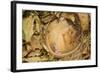 Hazel Dormouse (Muscardinus Avellanarius), Kent, UK-Terry Whittaker-Framed Photographic Print