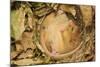 Hazel Dormouse (Muscardinus Avellanarius), Kent, UK-Terry Whittaker-Mounted Photographic Print