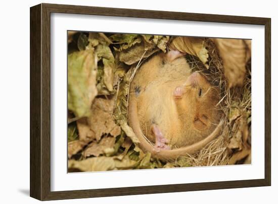 Hazel Dormouse (Muscardinus Avellanarius), Kent, UK-Terry Whittaker-Framed Photographic Print