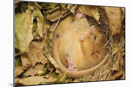 Hazel Dormouse (Muscardinus Avellanarius), Kent, UK-Terry Whittaker-Mounted Photographic Print