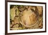 Hazel Dormouse (Muscardinus Avellanarius), Kent, UK-Terry Whittaker-Framed Photographic Print