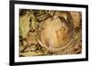 Hazel Dormouse (Muscardinus Avellanarius), Kent, UK-Terry Whittaker-Framed Photographic Print