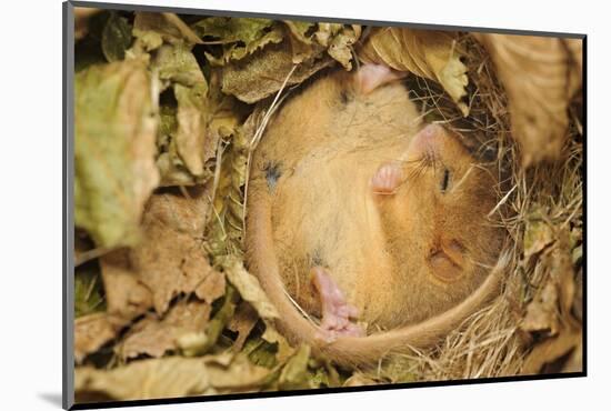 Hazel Dormouse (Muscardinus Avellanarius), Kent, UK-Terry Whittaker-Mounted Photographic Print