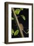 Hazel Dormouse (Muscardinus Avellanarius) Running Up Branch in Coppiced Hazel Tree, Kent, UK-Terry Whittaker-Framed Photographic Print