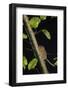 Hazel Dormouse (Muscardinus Avellanarius) Running Up Branch in Coppiced Hazel Tree, Kent, UK-Terry Whittaker-Framed Photographic Print