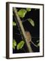 Hazel Dormouse (Muscardinus Avellanarius) Running Up Branch in Coppiced Hazel Tree, Kent, UK-Terry Whittaker-Framed Photographic Print