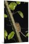 Hazel Dormouse (Muscardinus Avellanarius) Running Up Branch in Coppiced Hazel Tree, Kent, UK-Terry Whittaker-Mounted Photographic Print