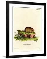 Hazel Dormouse-null-Framed Giclee Print