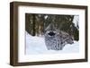 Hazel grouse standing at forest edge. Helsinki, Finland-Markus Varesvuo-Framed Photographic Print