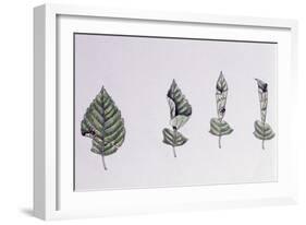 Hazel Leaf-Roller-null-Framed Giclee Print
