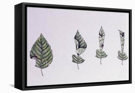 Hazel Leaf-Roller-null-Framed Stretched Canvas