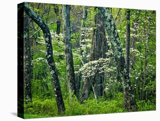 Hazel Mountain Overlook, Virginia, USA-Jay O'brien-Stretched Canvas