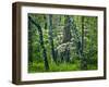 Hazel Mountain Overlook, Virginia, USA-Jay O'brien-Framed Premium Photographic Print