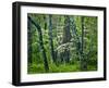 Hazel Mountain Overlook, Virginia, USA-Jay O'brien-Framed Premium Photographic Print