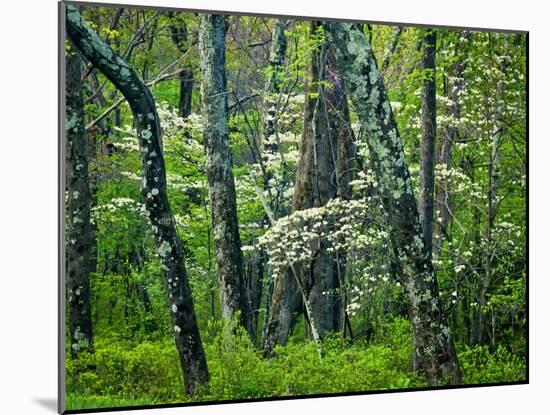Hazel Mountain Overlook, Virginia, USA-Jay O'brien-Mounted Premium Photographic Print