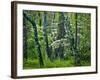 Hazel Mountain Overlook, Virginia, USA-Jay O'brien-Framed Photographic Print