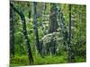 Hazel Mountain Overlook, Virginia, USA-Jay O'brien-Mounted Photographic Print