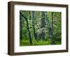 Hazel Mountain Overlook, Virginia, USA-Jay O'brien-Framed Photographic Print