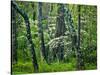 Hazel Mountain Overlook, Virginia, USA-Jay O'brien-Stretched Canvas
