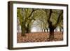 Hazel Tree Grove I-Erin Berzel-Framed Premium Photographic Print