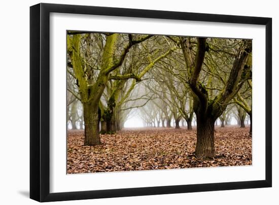 Hazel Tree Grove I-Erin Berzel-Framed Premium Photographic Print