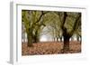 Hazel Tree Grove I-Erin Berzel-Framed Premium Photographic Print