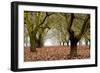 Hazel Tree Grove I-Erin Berzel-Framed Photographic Print