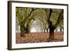 Hazel Tree Grove I-Erin Berzel-Framed Photographic Print