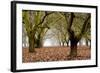 Hazel Tree Grove I-Erin Berzel-Framed Photographic Print