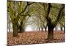 Hazel Tree Grove I-Erin Berzel-Mounted Photographic Print