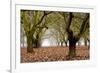 Hazel Tree Grove I-Erin Berzel-Framed Photographic Print