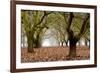 Hazel Tree Grove I-Erin Berzel-Framed Photographic Print