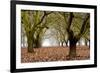 Hazel Tree Grove I-Erin Berzel-Framed Photographic Print