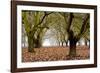 Hazel Tree Grove I-Erin Berzel-Framed Photographic Print
