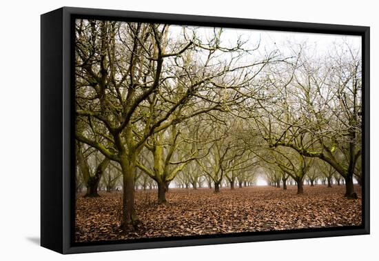 Hazel Tree Grove II-Erin Berzel-Framed Stretched Canvas